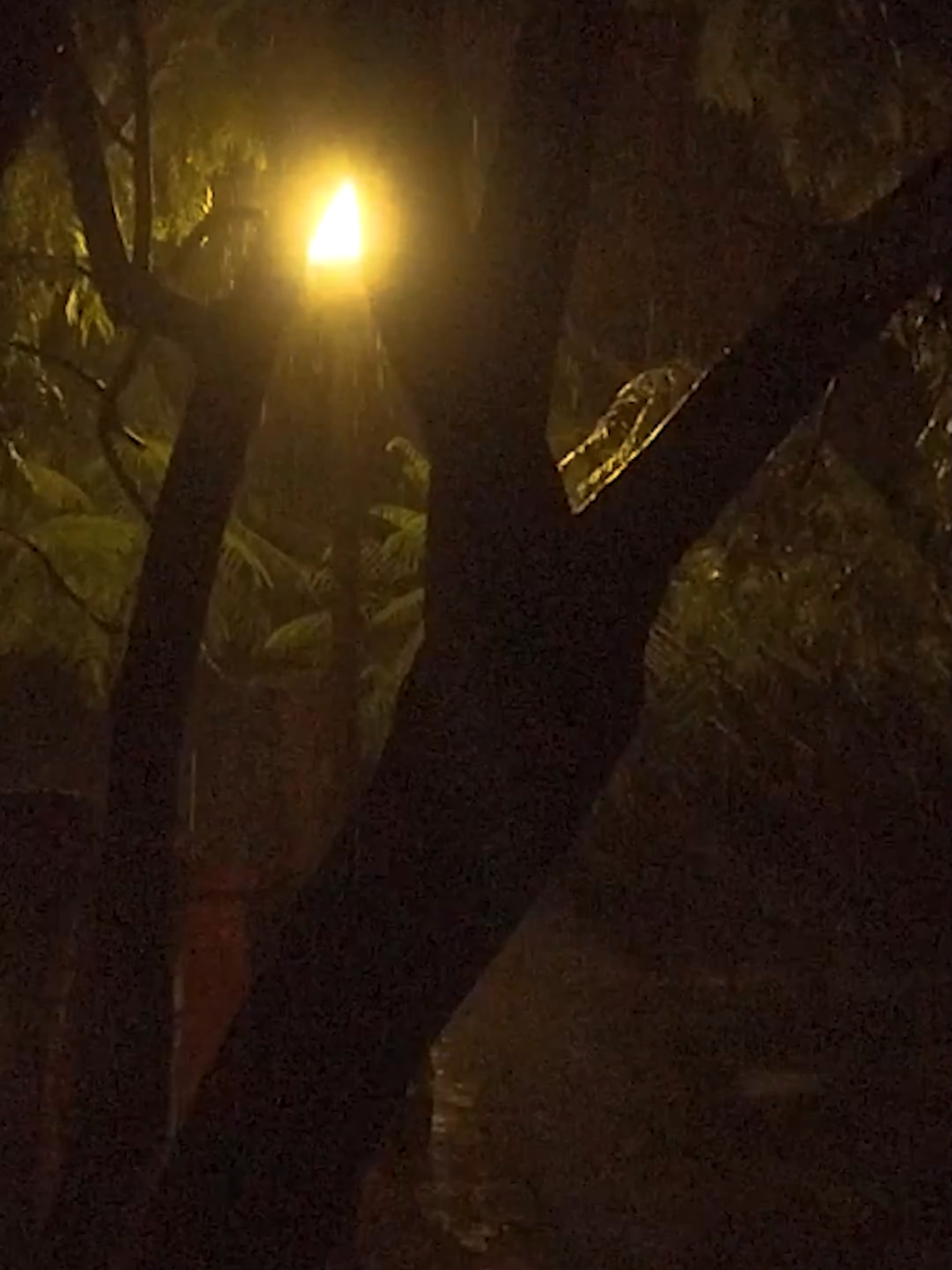 gentle night rain in the park will help you relieve of all your stress and anxiety.  #rain #rainsound #rainsoundsforstudying #rainsoundsforsleep #rainsoundsasmr #rainsoundsforsleepandrelaxation #rainsoundsforsleeping #sleep #sleepmusic #musicforsleep #musicforsleeping #sleepaid #musicforthesoul #nature #naturevibes #natureza #naturelover #naturelove #naturesounds #naturesoundsforsleepandrelaxation 