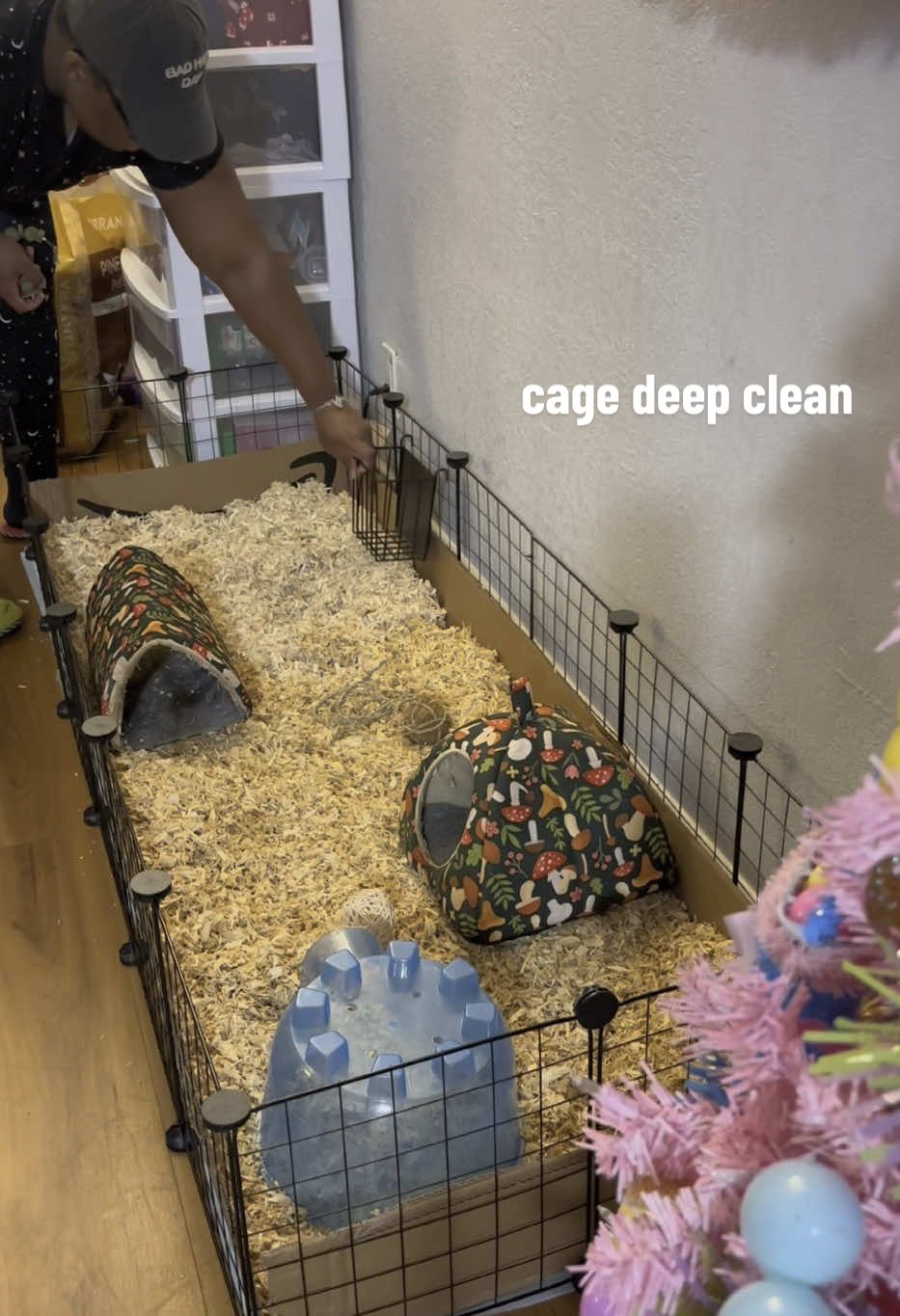 faqs about the king #guineapiglife #cleanwithme #singlemomlife #guineapig #petcare #guineapigsoftiktok #cleaningtiktok #petmom #dailyvlog #hotelstay #singlemom #mrhandsome