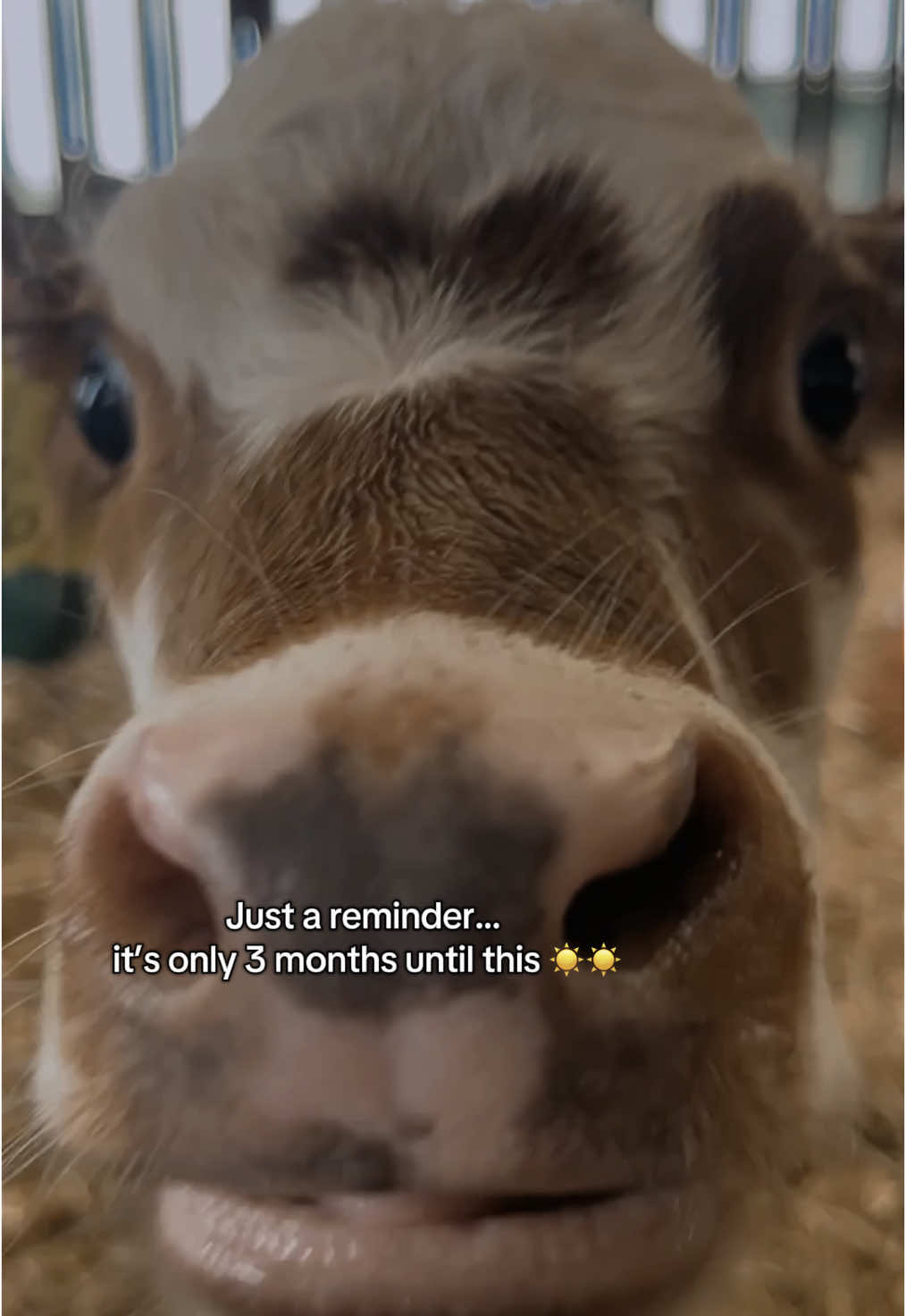 Summer >>>> ☀️☀️ #Summer #fyp #farming #season #calves #cows #dairy 