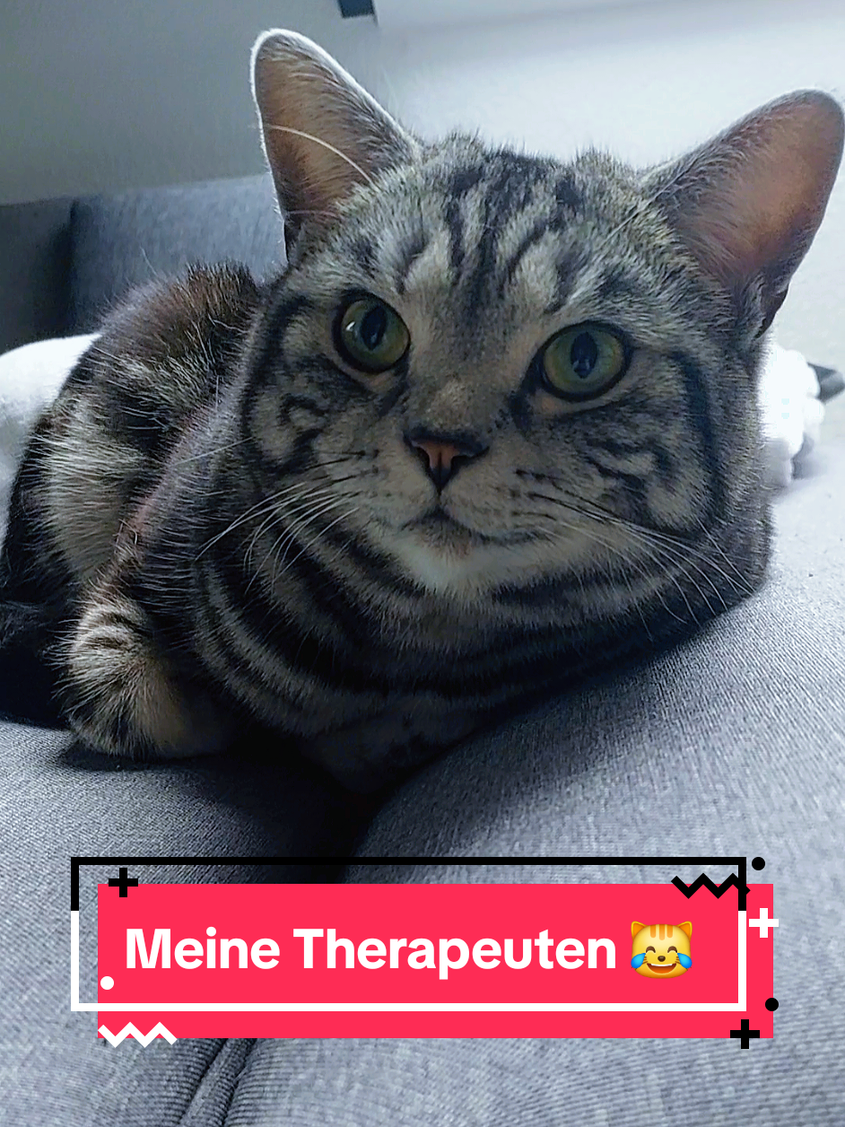 Sie können einem echt leid tun 🙈😹 #catsoftiktok #cattok #catsvideo #catlover #catlife #cutecat #britishshorthair #funnyvideos😂 #funnycat #katze #katzen #katzenvideos #katzenliebe #katzenauftiktok #pets #witzig #lustig #lachen #laugh #humor #comedian #tik_tok #tiktoker #fürdich #fürdichpage #foryoupage❤️❤️ #fypppppppppppppppppppppp #fypviral #fyp #therapy #human 