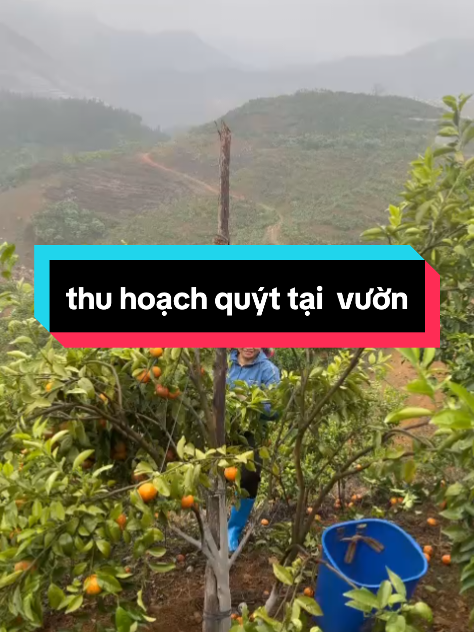 nhà em quýt dược cắt từng quả để gửi cho mọi người,thu hoạch quýt tại vườn Trùng Khánh Cao Bằng #quytsimngot  #quytsim #nongsanviet 
