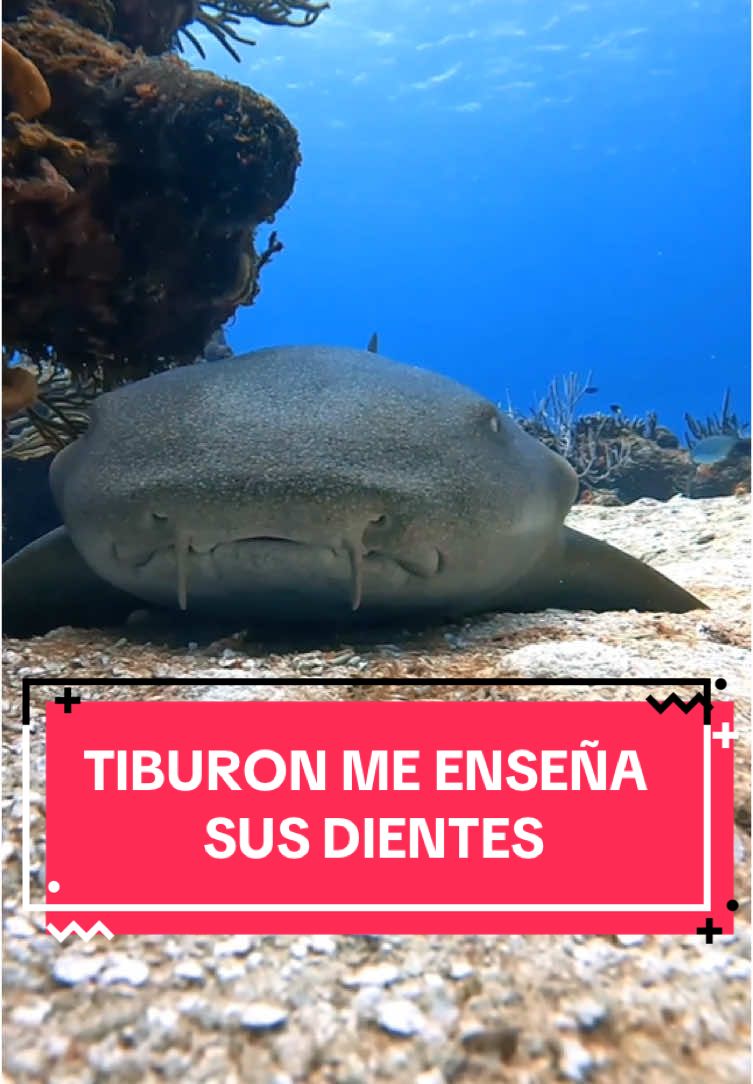 Tiburon Nodriza / Nurse Shark #scubadiving #cozumel #mexico #buceo #tiburon #shark #islacozumel 