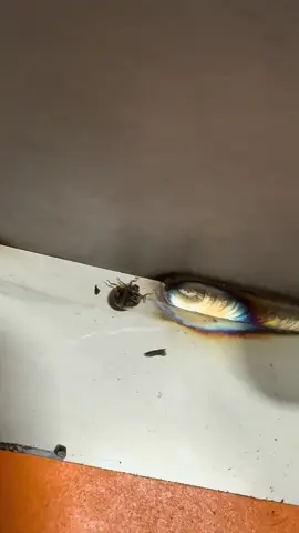 RIP… #resporatorrandy #tigwelding #avadakedavra #stainlesssteel #bluecollar #welding 