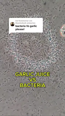 Antwort auf @libardodiaz8 #garlicjuice #garlic #bacteria #microscope #intersting #halthyfoods #halthylifestyle 