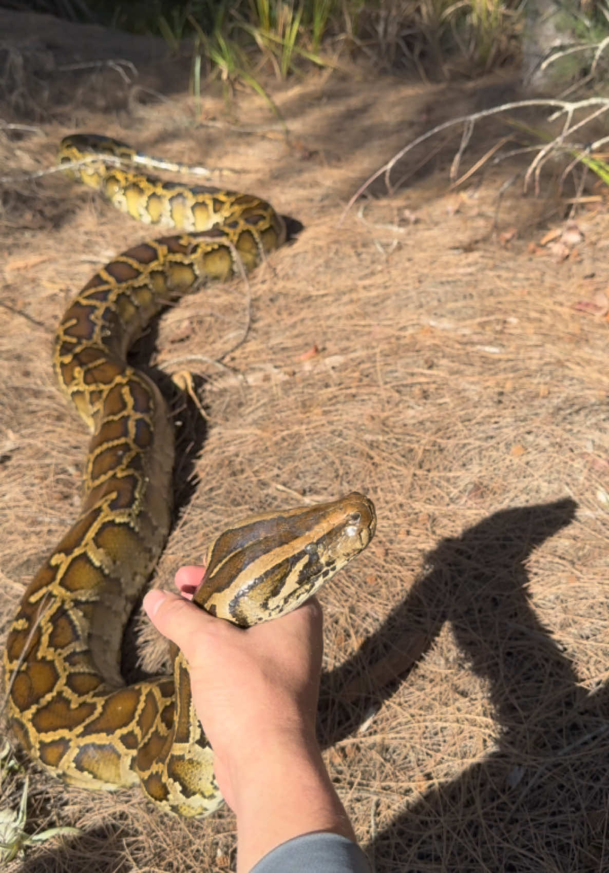 Looking for the 20 foot python! #tiktok#wildlife#nature#viralvideo#yoink#fyp#fypシ#foryoupage#bigsnake#animalcare#alligator#crocodile#bird#snake#python#conservation#educational#professional#everglades#florida#floridacheck#floridalife#floridaman 