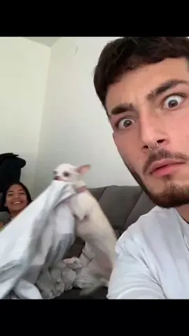 stop fighting niki 😂 #pet #foryou #PetsOfTikTok #fypシ #chihuahua #dog 