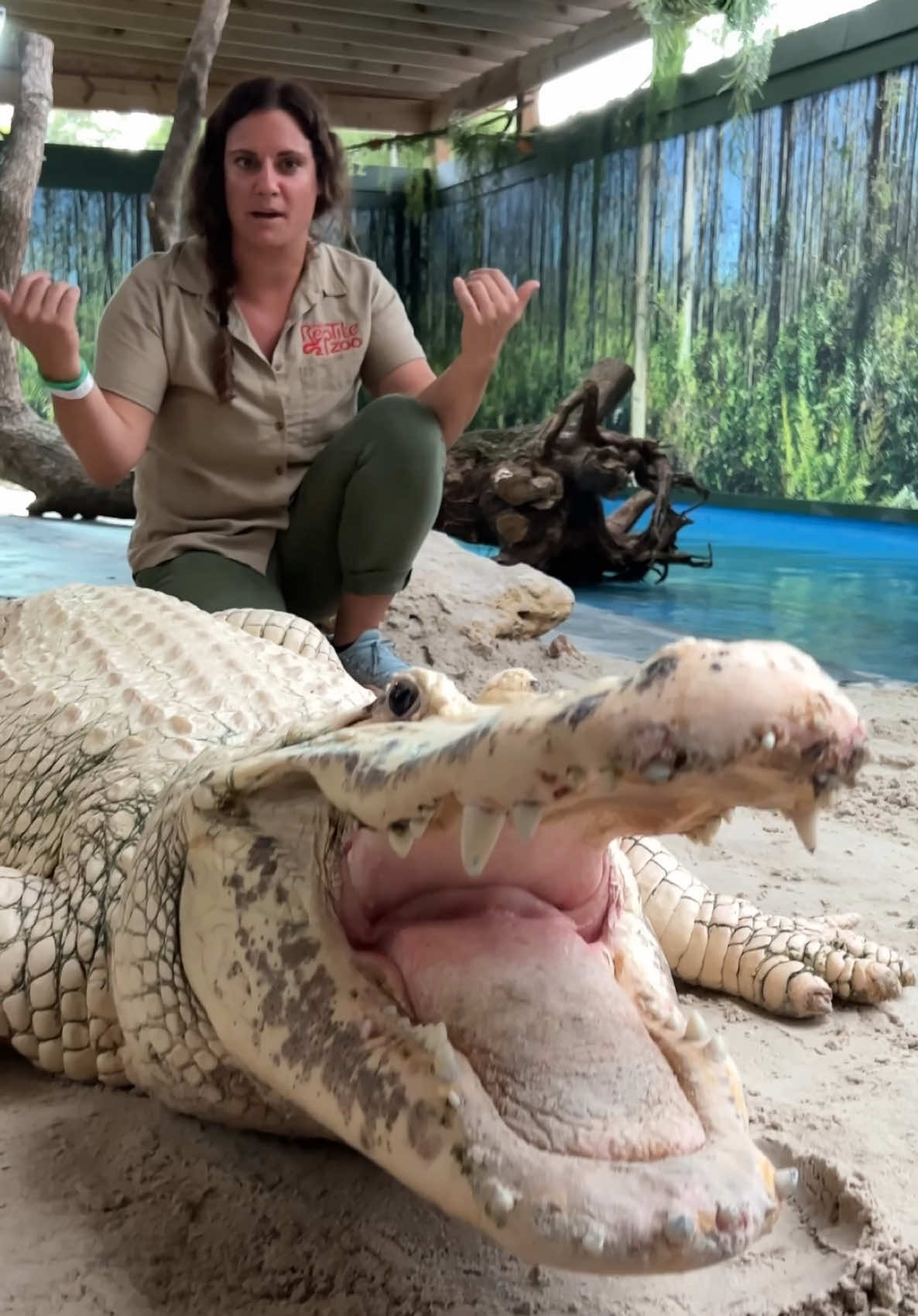 TAKE A LOOK AT THE SIZE OF THIS BIG GUY 😳 Now you’re probably thinking that this is an Albino American Alligator 🐊 … but actually he isn’t !🤔 if you guys look close you can see his eyes aren’t red, which indicates he is a Leucistic Gator 🤯 which are even more rare than albinos !😅 If you guys know who coconut is then drop down a comment and tell me if these two favor each other or not👀🐊❤️