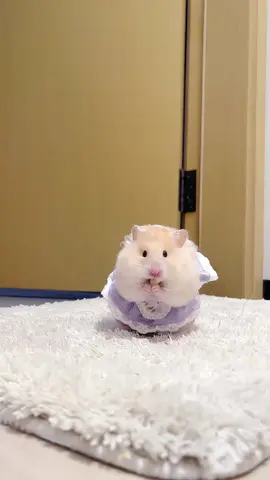 The little mouse wearing a tiny dress is breaking the cuteness rules! 🐭👗 The adorableness is off the charts~ #MouseDaily #PetFashion #CutenessOverload