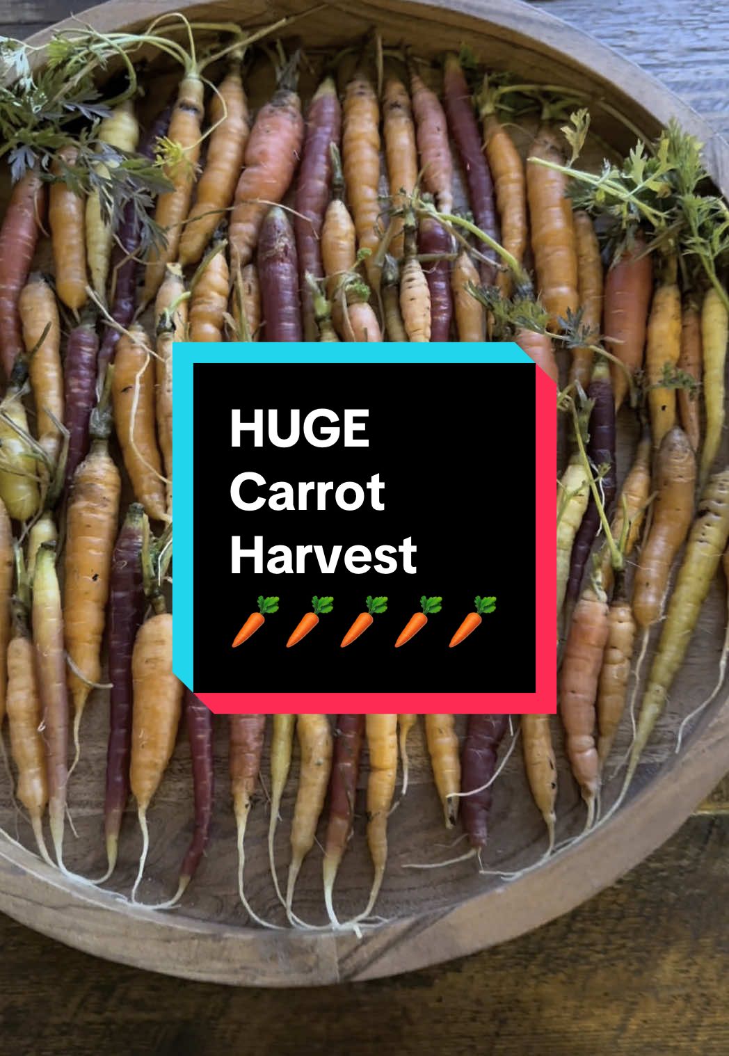 This #harvest is just carrots from my #backyardgarden I can’t believe I was able to get this many carrots 🥕 in this #gardenharvest in February! #growyourownfood #harvesttime 