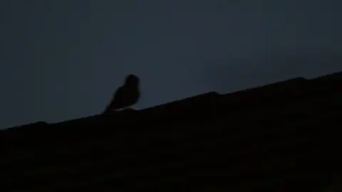 Burung Cabak Iblis ➡️ Asian Nightjar #burung #bird #kicau #kicaumania #foryou #foryoupage #fyp 