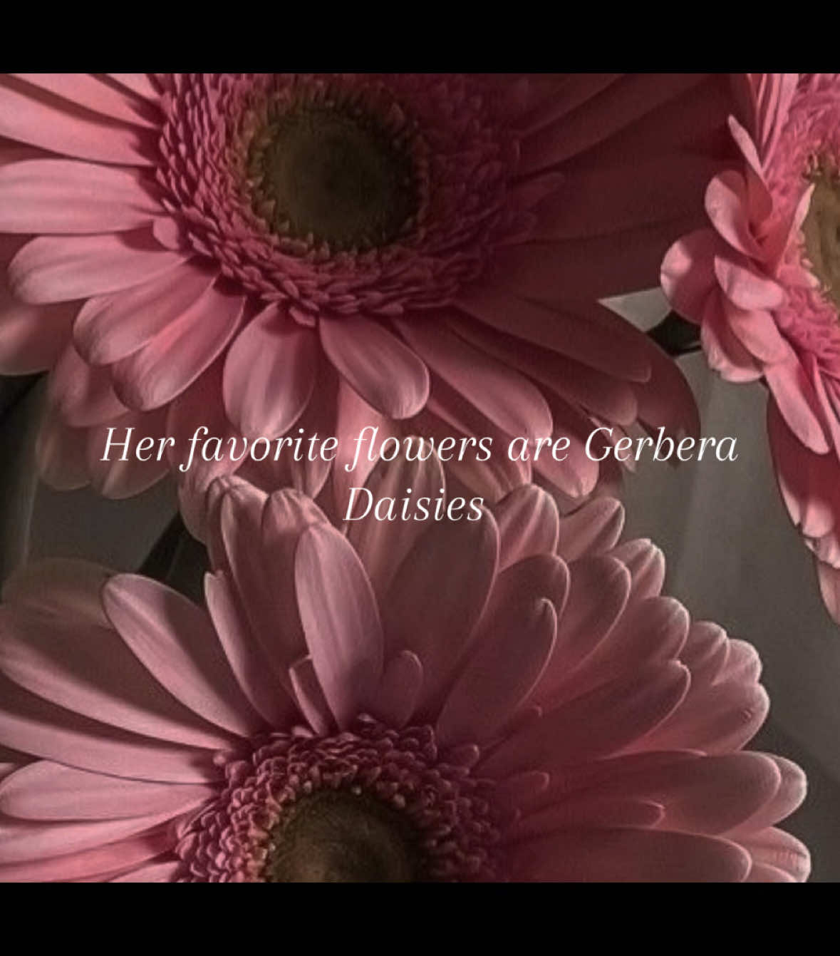 #CapCut #flower #aesthetic #inspo #blowthisup #pinterest #gerberadaisy 