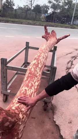 Cây sua non 2 phân giác là có thật ae nhé