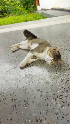 සිහි නැත්නම් දකුන වම තේරෙනවද පුතා..😐 #catsoftiktok #PetsOfTikTok #catlover #petlovers #kitty #trending #viral #fyp