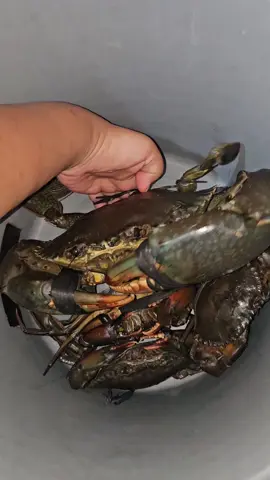 Lagguk (Kepiting bakau) yang ada di Mentawai. Bobotnya bisa lebih besar dari yang ini. Biasanya hidup di tempat pohon2 bakau... #kepiting #kepitingmentawai #lagguk #crab #mentawai #seafood 