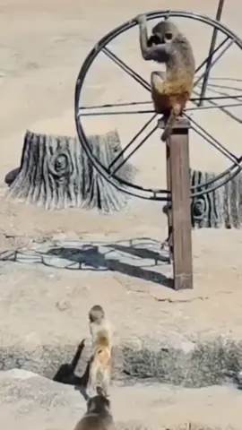 😂 #monkey #animals #funny #fyp 