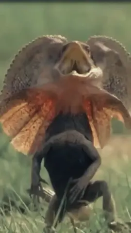 Soa payung (bahasa Inggris: frilled lizard, nama ilmiah: Chlamydosaurus kingii) adalah sejenis kadal yang termasuk dalam keluarga Agamidae. Kadal ini ditemukan secara alami di Australia utara dan Papua Nugini bagian selatan. Spesies kadal ini memiliki keunikan dalam genusnya, karena merupakan satu-satunya anggota genus Chlamydosaurus. Ciri khasnya adalah embel-embel atau rumbai besar yang mengelilingi lehernya, biasanya terlipat ke tubuhnya. Soa payung memiliki panjang sekitar 90 cm dari kepala hingga ekor dan beratnya bisa mencapai 600 g. Jantan umumnya lebih besar dan lebih kokoh dibandingkan dengan betina. Warna kadal ini berkisar dari abu-abu, coklat, coklat oranye, hingga hitam, sementara rumbai-nya sendiri dapat menampilkan warna merah, oranye, kuning, atau putih.#animals#hewan#kadalberjumbai 