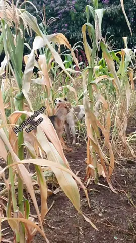 #animalmeeting #dogmeeting #viralvideo #1millionview 