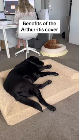 The Arthur-itis cover adapts to your current Barney bed so you can increase the size of your bed or make it easier for your ageing dog to get in and out ✅ #calmingbedfordogs #arthritisindogs #barneybed #dogbed #washabledogbed 