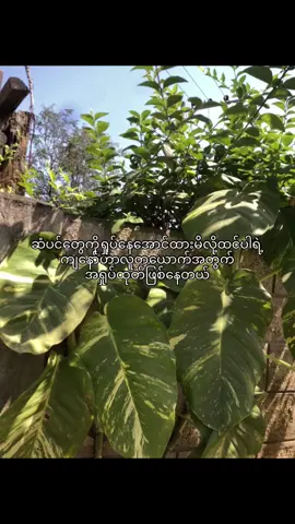 😅#တရုတ်ကြီး #fyp #foryoupage #foryou #moots #view #tiktok #livephotos 