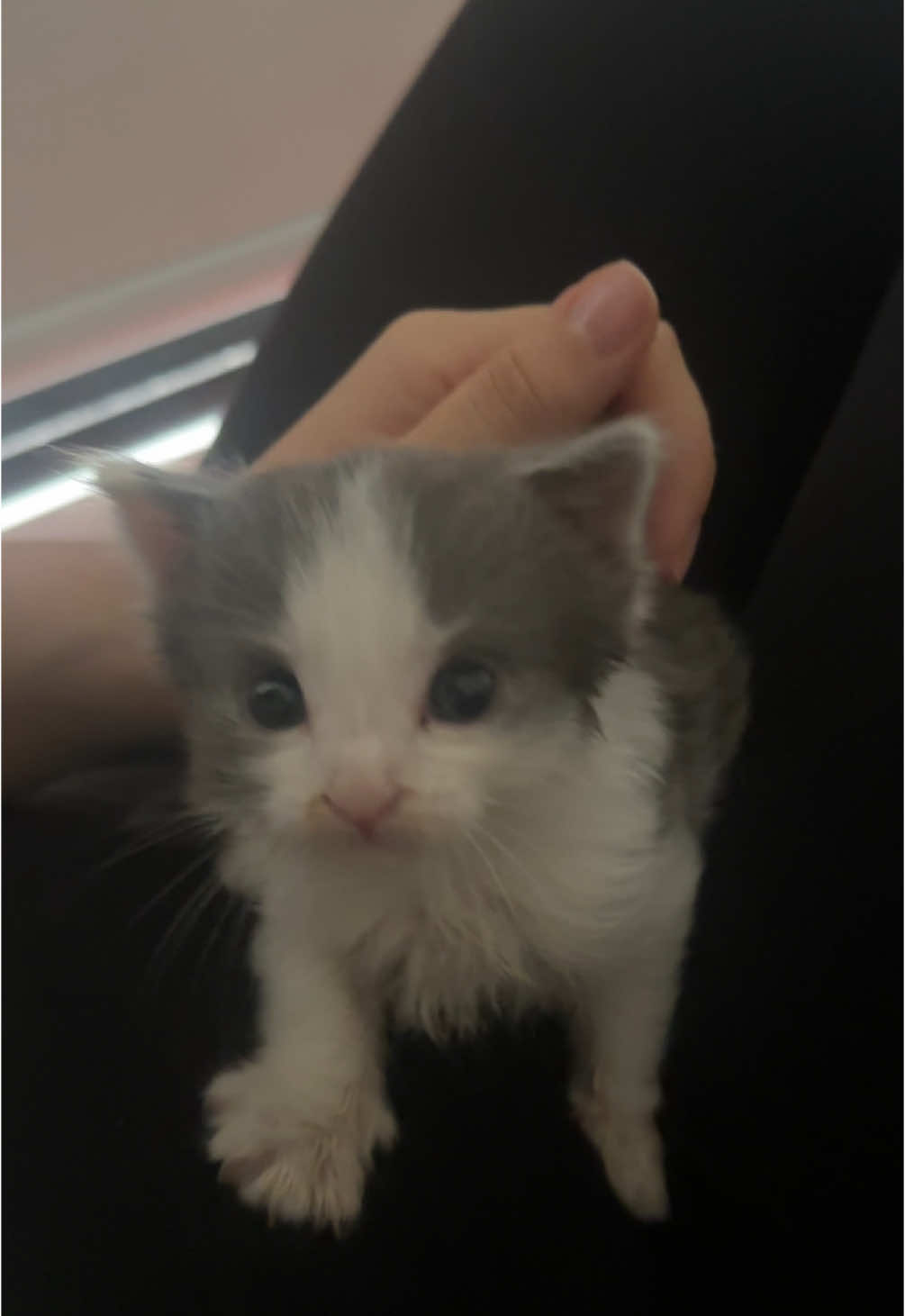 Tiny tiny girl #princessmimi #babycat #kitten #cutepet #cat #australia