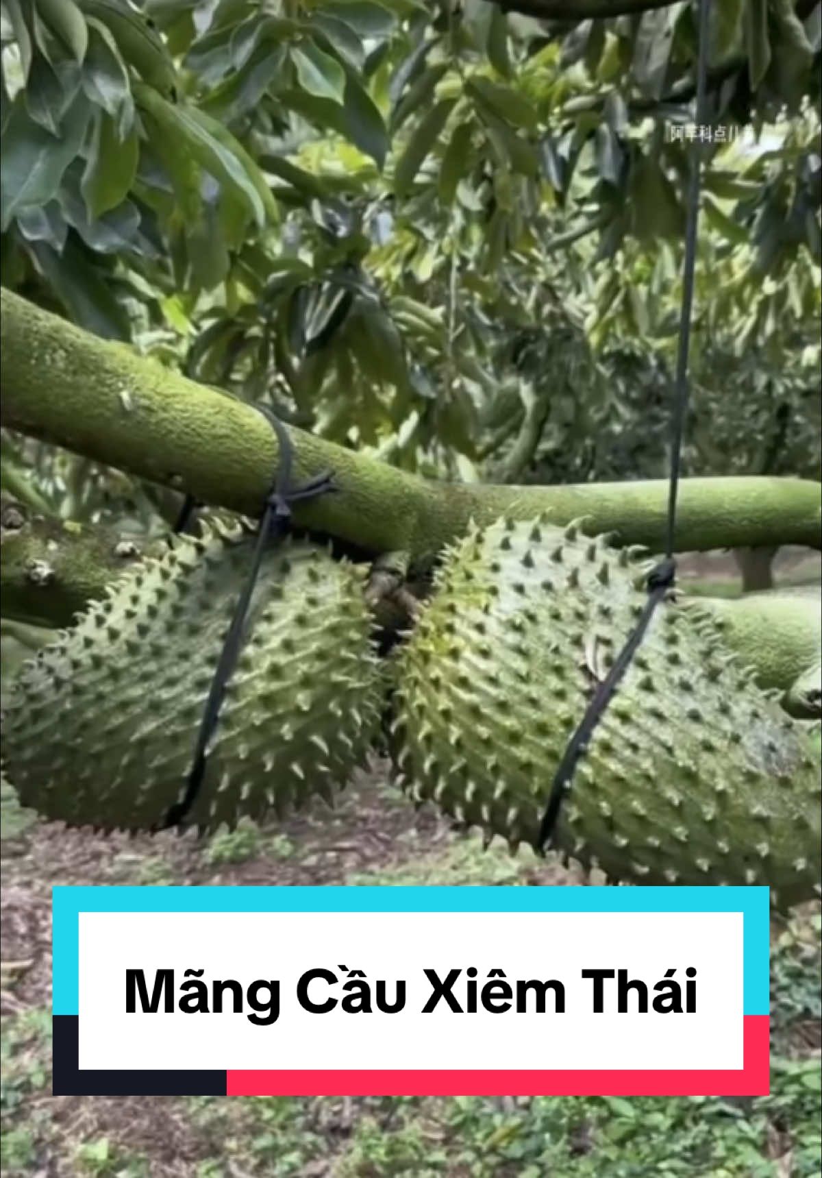 Mãng cầu Xiêm Thái cho quả to và ngon , cây lại dễ trồng đem lại nguồn thu lớn #mangcauxiem #caygiongmangcauxiemthai #mangcau #caygiongmangcau #mangcauxiemthai #nongnghiep #trongcay #caygiongquyenvu #cayanqua #traicay 