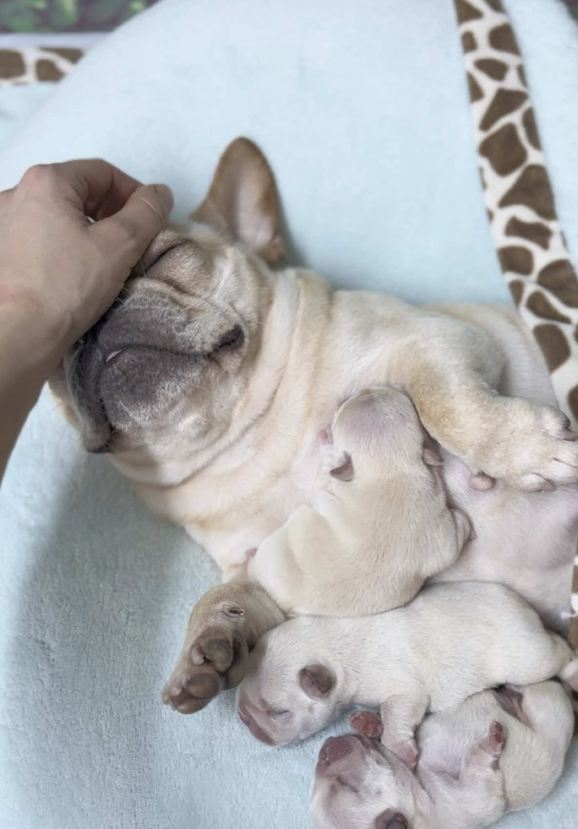 Welcome to the nursery. We have to take good care of mama so she can be happy and healthy and the baby potatoes can be well nourished 🥔💕#pibbleasmr #POTATOPIBBLE #pibble #creatorsearchinsights #pibby #potato #cutepets #cutepup #cutepuppycheck #cutepuppyvideos #cutepuppydog #babydog #dogmom #puppytrainingtips #frenchiesoftiktok #cutebaby #cutepuppies #pethotel #ilovemydog #pibbles 