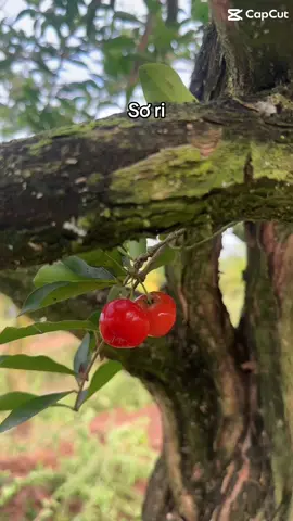 Cây sơ ri (hay còn gọi là cây cherry Việt Nam) là một loài cây ăn quả thuộc họ Mơ (Rosaceae).Quả sơ ri có màu đỏ tươi, hình tròn hoặc hơi bầu dục, với vị chua ngọt rất đặc trưng, thường được dùng để ăn tươi, làm mứt, hoặc chế biến nước giải khát. Cây sơ ri được trồng phổ biến ở các vùng nhiệt đới, đặc biệt là ở Việt Nam, nơi quả của nó được ưa chuộng vì chứa nhiều vitamin C và các chất chống oxy hóa có lợi cho sức khỏe.