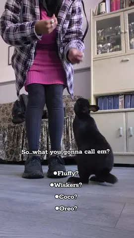 Don't you think it's the cutest names for them?🥹🍋✨️❤️ #itsarabbitslife #bunny #ukrabbits #freeroambunny #fypppppppppppppppppppppppp #viraltiktok #PetsOfTikTok #zxy #buntok #rabbit #rabbitsdontbelongincages #teamworkmakesthedreamwork 