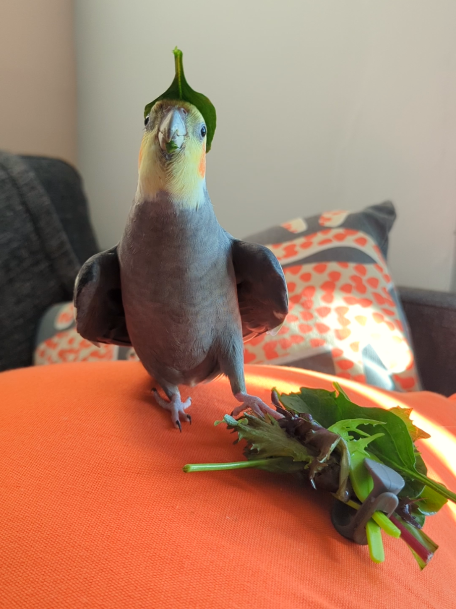he's back with the hat and the footsie  #birds #birb #cockatiel #cockatielbird #cockatiellife #cockatielsinging #cockatielsoftiktok 