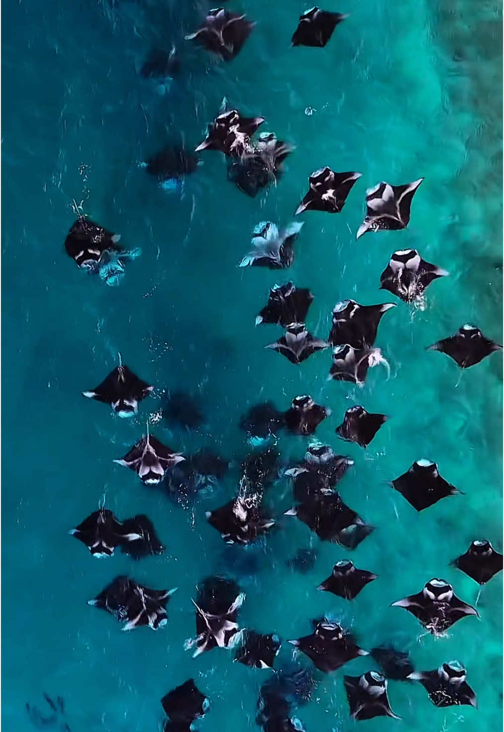 Manta rays were the inspiration for Grandma Tala’s spirit in Moana! 🌊✨ In Polynesian culture, they symbolize wisdom and guidance. 🩵 (Te Awekotuku, 2010) #moana  Videos by:  @nautilus_liveaboards @oceanfanaticsreethibeach @ibbeyz @vitte.in.maldives #CapCut #shark #marinebiology #sealife #oceanlife #wildlife #sharkvideo #naturelover #fyp #ocean conservation #underwaterworld #explorepage #sharkweek #tiktoknature #marineconservation #savethesharks #sharklove #sharkfacts ##marineecosystem #sharkresearch #biodiversity #tiktokwildlife #oceanphotography #sharkdive #tiktokscience #savetheocean #discoverocean #oceanadventure #sharkeducation #ocean #sea #marinelife #marinelifeenthusiast #mantaray #dugong #manatee #seaturtle #turtle #fyppp #fypindonesia #fyp #coralreef #fish 