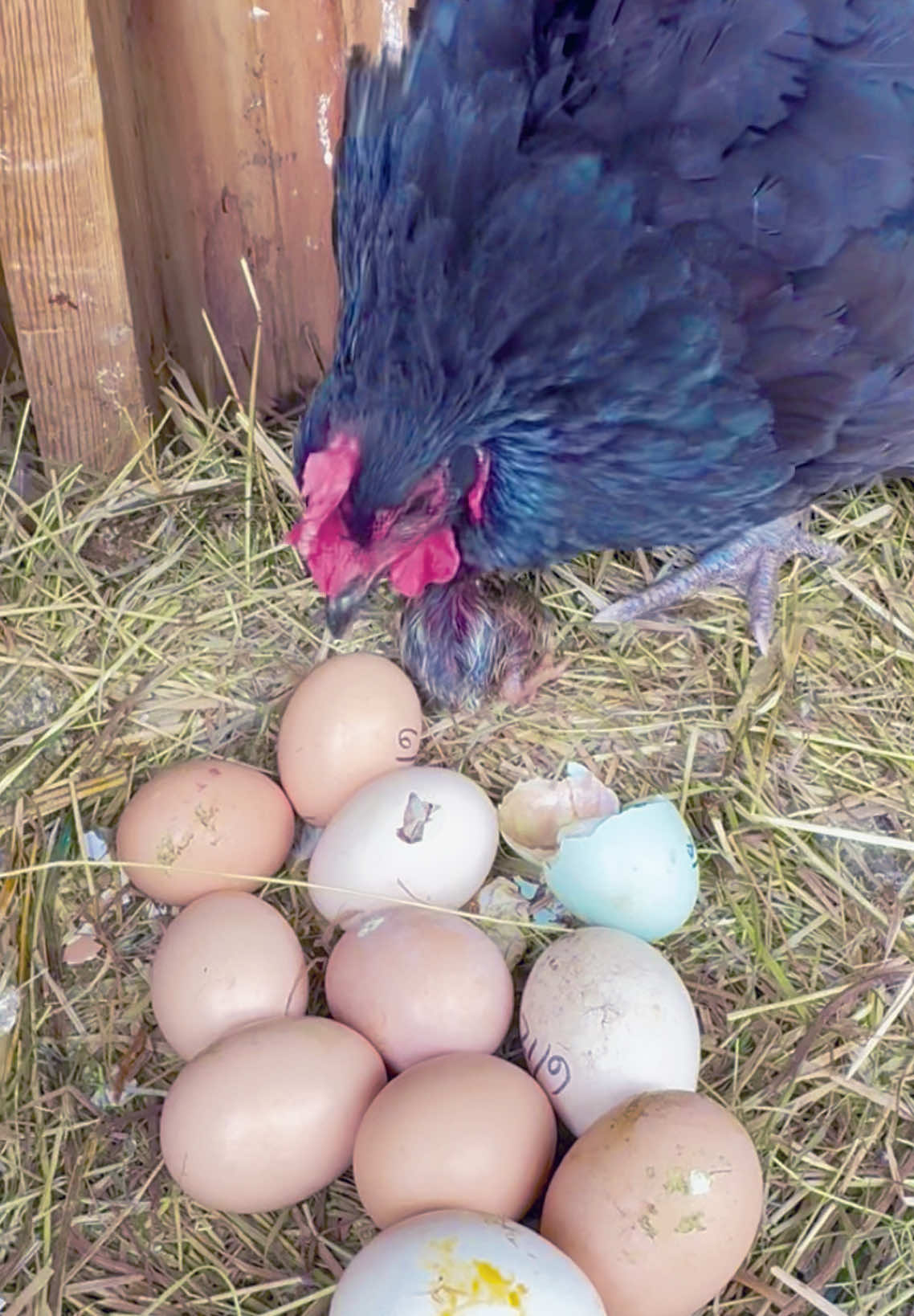 Part 3 | Fluffy broody orpington 🐔 giving her two ‘’Cozyy’’ 🐣🐣 & mom eat feeding properly!! 🧡#BackYardChicken🐔 #fypシ #raise_chicks_flock #Fluffy #broody #orpington 🐔🪺 #cutemom🧡  #animallover #adorable #chickens #broody  #fypシ #follower❤️♥️ #fypシ🦋🤍fypageシ♡🎵🔥fyp 