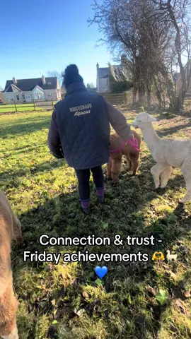 Friday achievements 🥳🙌 super boy SOL 🌞 #AlpacaLife #BinevenaghAlpacas 🫶🦙🦙🦙💙