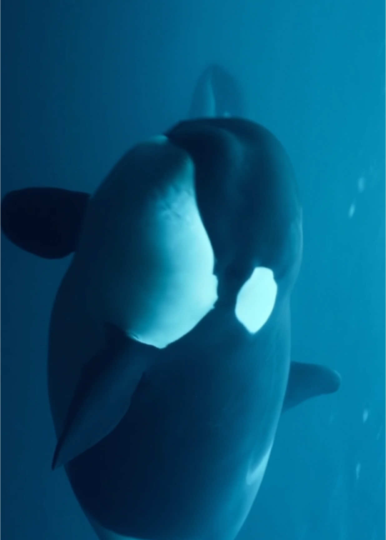 Orcas are so majestic 🥰💙 #ocean #sea #underthesea #whale #whales #orca #orcas #killerwhale #blueaesthetic #relaxing #calming #wildlife #fy #fyp 