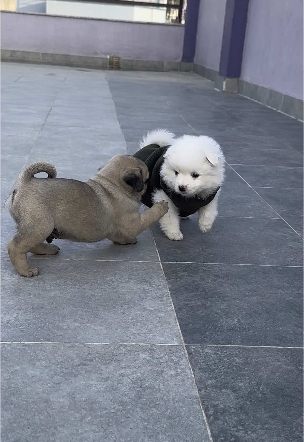 Snow 1st meet with bruno😂😂 #snowlovers😛 #snowandbruno #funnyvideos #entertainment #tiktok 