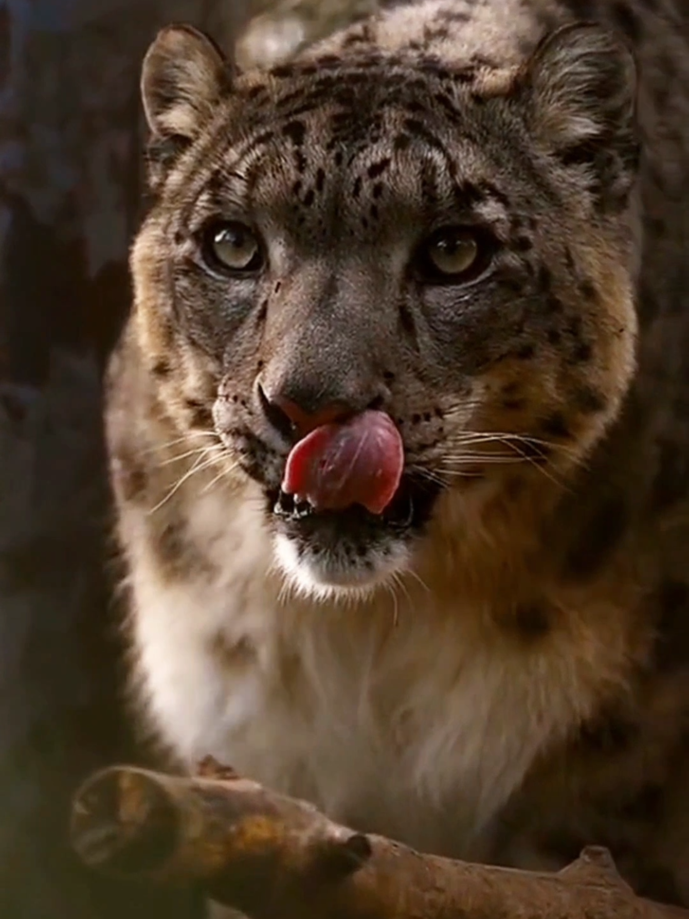 The Snow Leopard: The Ghost of the Mountains  . The snow leopard is one of nature's most beautiful and mysterious felines. With its thick, light fur, it blends in perfectly with the icy mountains where it lives. Its beauty is truly fantastic!  . This incredible animal has an impressive ability to jump from great heights to capture its prey. Its agile and muscular body allows it to survive in steep and challenging terrain.  . Unfortunately, the snow leopard is threatened with extinction. The destruction of its habitat and illegal hunting are major challenges, making its conservation essential for the biodiversity of nature. #amazing #amazingvideo #world #beautiful #Wonderful #wonderful #animals #animais #cat #cats #leopard #felinos #tiger #jaguar #nature #naturelover #natureza #Love 