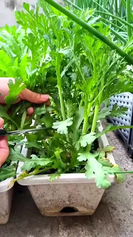 Giống rau tần ô ( cải cúc ) sinh trưởng mạnh. #hatgiong #hatgiongrau #raucai #giongraucai  #xuhuong 