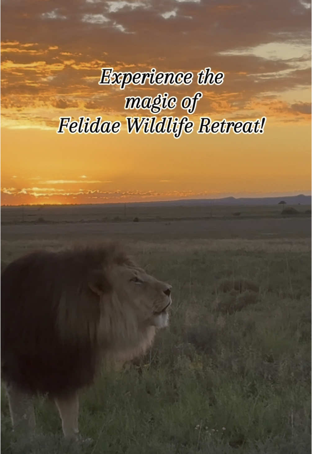 Escape to the Wild – Felidae Wildlife Retreat 🦁🌿 Immerse yourself in nature with our exclusive Felidae Wildlife Retreat Week! Stay in your own private accommodation right inside the sanctuary, where you’ll enjoy: 🏡 Total privacy in a secluded retreat 🏊 Your own pool to relax under the African sun 🔥 A private braai area for unforgettable evenings 🌙 The roar of lions at night—a truly wild experience Reconnect with nature while indulging in comfort and serenity. Limited availability—book your escape today! 📩 For more info, contact info@felidaecentre #FelidaeWildlifeRetreat #StayInTheWild #LuxuryMeetsNature #EscapeToAfrica