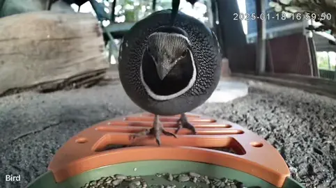 Quaility birdwatching just got an upgrade! 🐦📸 This smart bird feeder with a built-in camera captures stunning 2.5K UHD videos and even identifies over 11,000 bird species! Plus, it’s solar-powered and weatherproof—perfect for outdoor birdwatching. Want one for yourself? Get 10% off with my code adorableX10! 🛒 Shop here: Amazon: https://amzn.to/4hWMZ5W Vinguys: https://vinguys.com/ Happy birdwatching! 🐥✨ #BirdWatching #SmartBirdFeeder #WildlifePhotography 