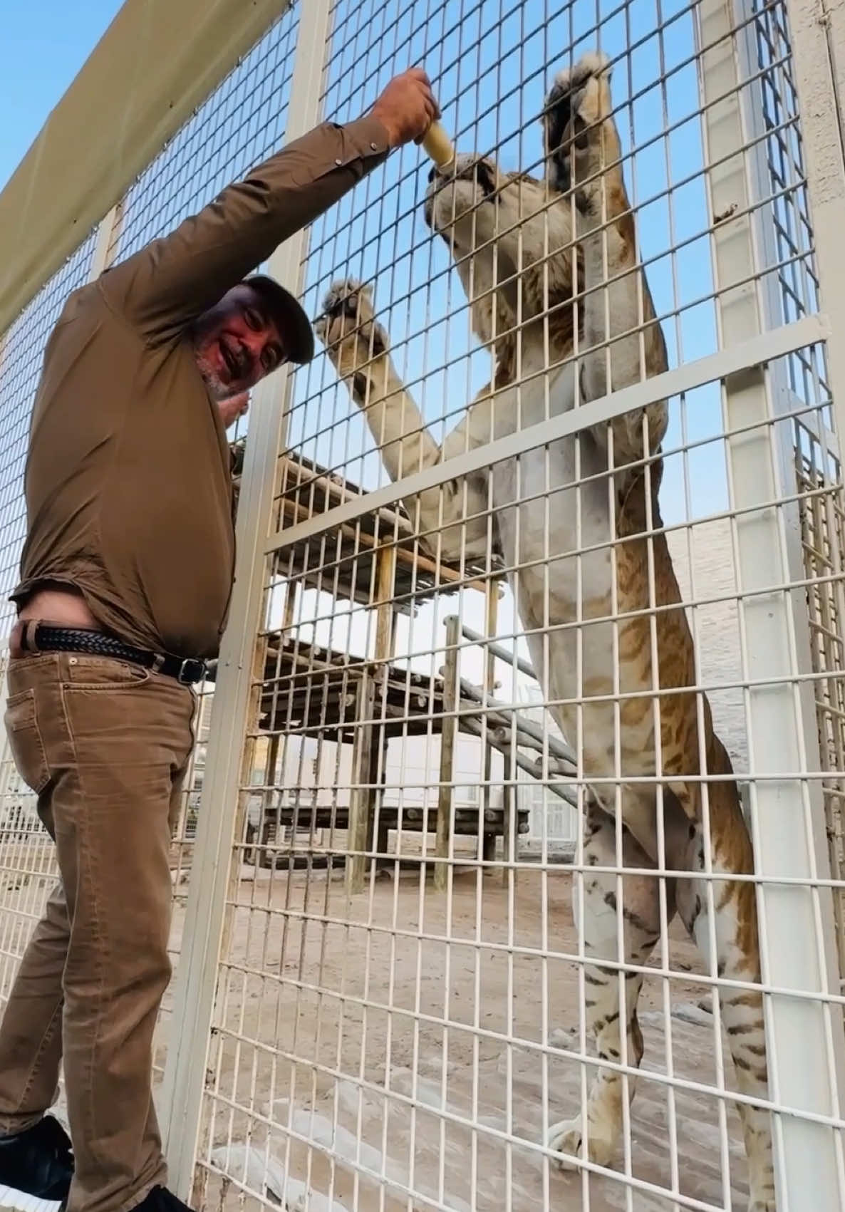 Bottle feeding a TIGON was an unreal experience!🙌🍼 These hybrids are absolutely massive, and they have some serious strength!😳 It’s incredible to be up close with such a rare and powerful animal🤩 Such fascinating animals with unique traits from both of it’s parent🐯🦁