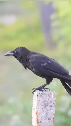 Crow sound #crow#crowsound#animalsound#fy#fu#fyp#fup#foryou#foryoupage#tiktok