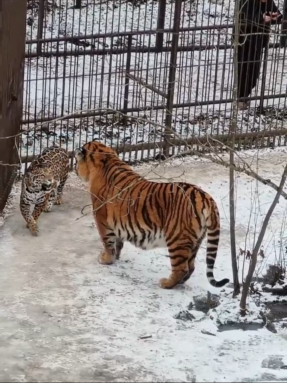 Tiger and Jaguar! #lion #tiger #jaguar #lionvstiger #wildlife #animals #singa #harimau 