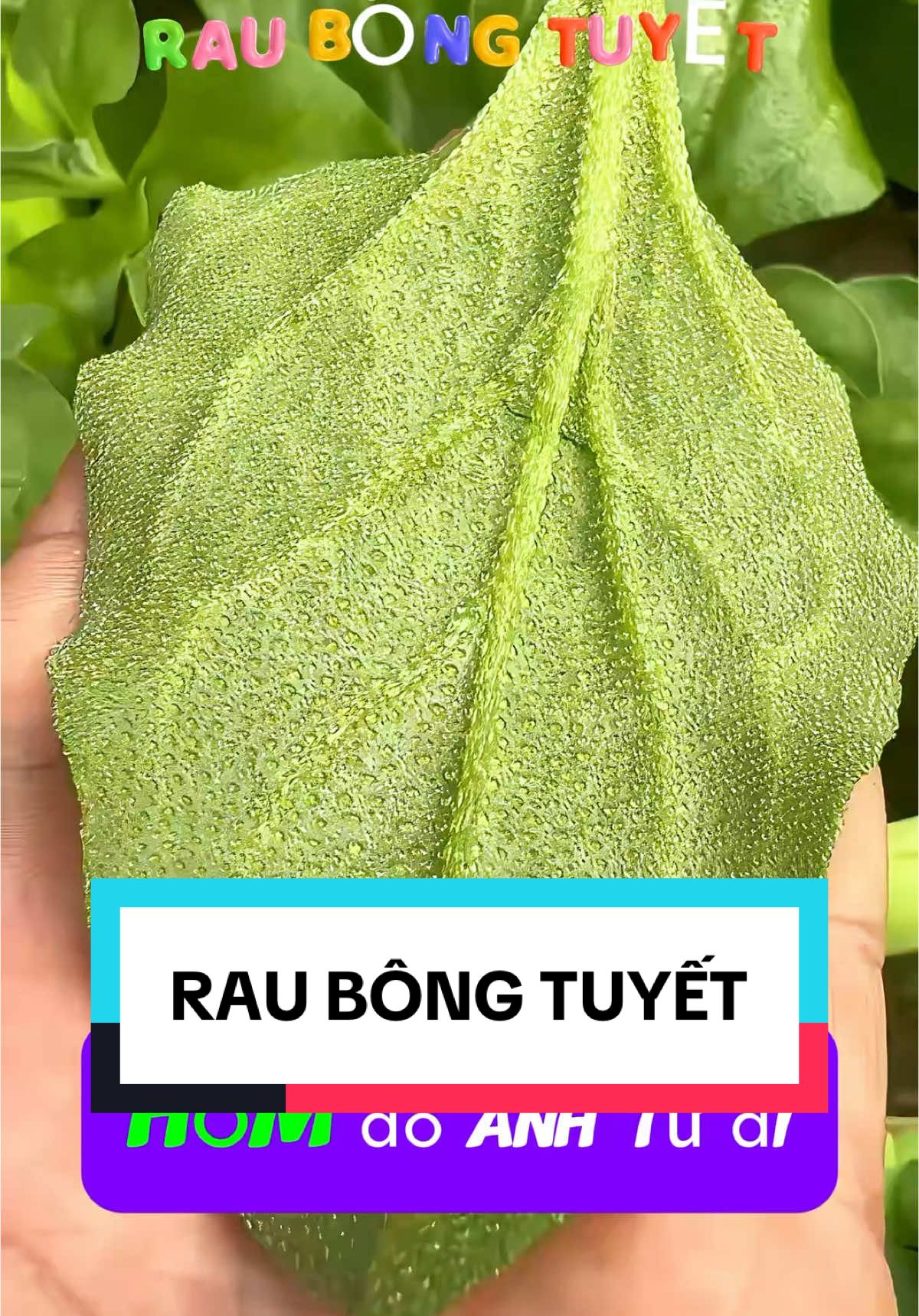 Rau bông tuyết ( rau kim cương ) là giống rau có vị mặn tự nhiên .nhanh thu hoạch . Chế biến các món salat rất hợp #xuhuong #hatgiong #raubongtuyet #raukimcuong #salat 