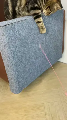Give your cat a scratch mat, and protect your furniture!#catscratcher #sofacover#scratchboard #catsupplies #cat#pet#catsoftiktok #PetOfTikTok#catlover#fyp #furniture#homedecor#catscratching