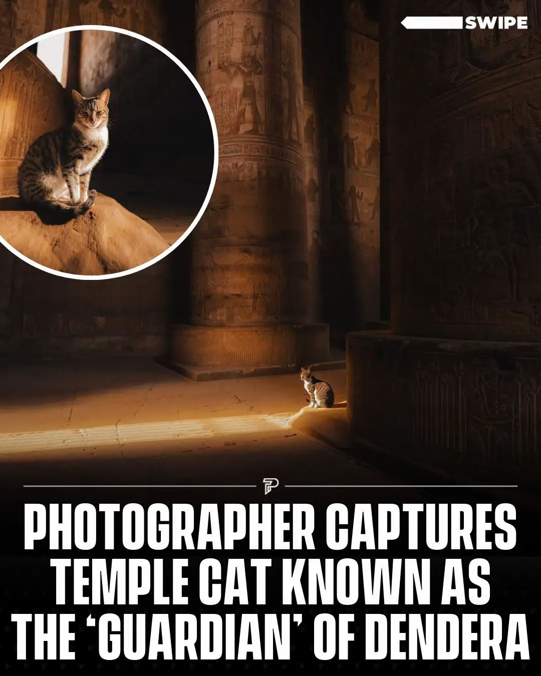 See these photos of a cat named ‘Cece’ the pseudo protector of the Dendera Temple.  Cece enjoys watching tourists, patrolling the temple, and “ensuring every sunbeam is sufficiently napped in.” #RoadTo18Million #Pubity  📸: IG/@bradflowerss 