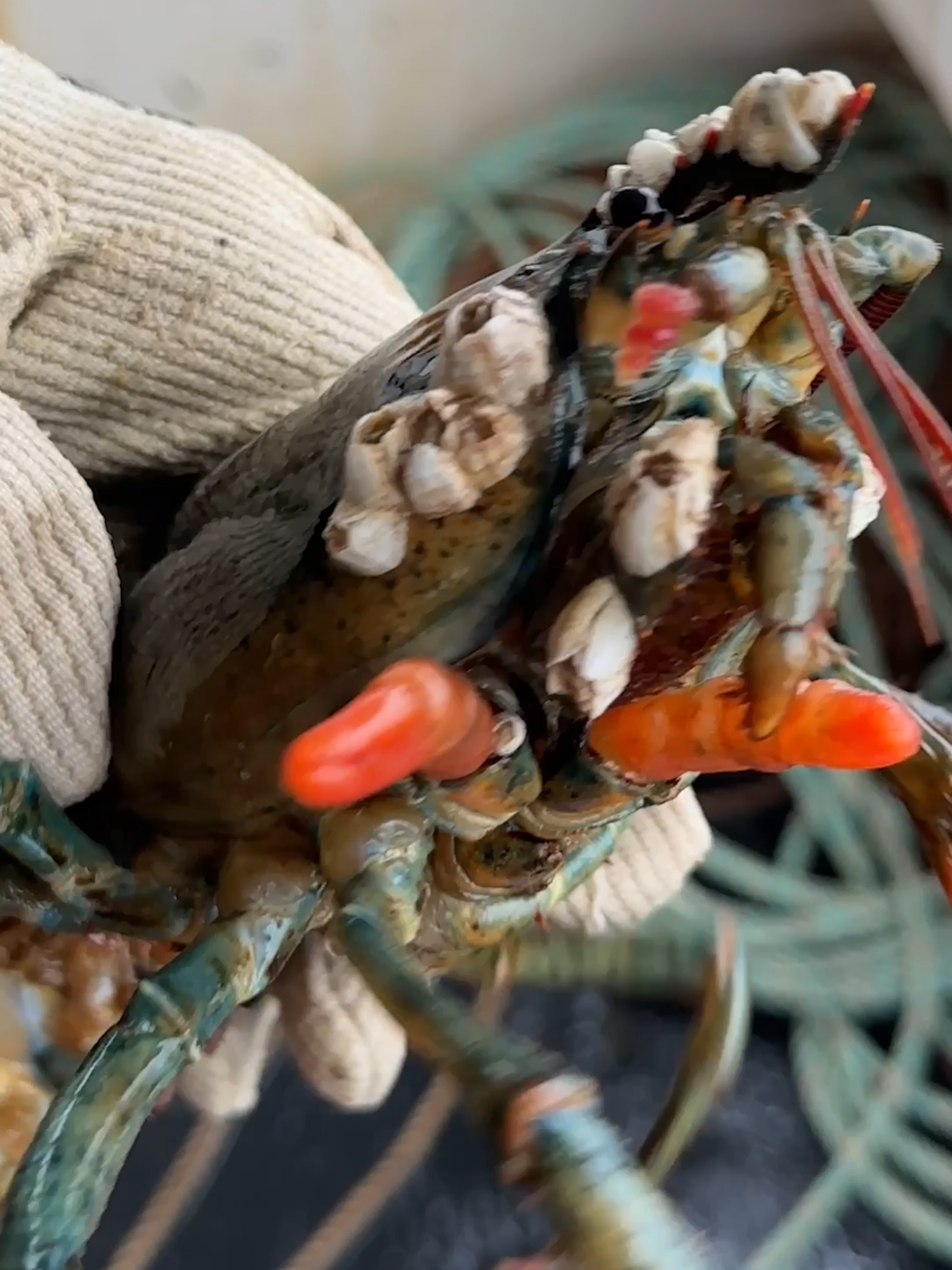 Isn't she beautiful?! #maine #lobster #fishing #commercialfishing #seafood #theclawspa #sustainable #interesting #education #learn 