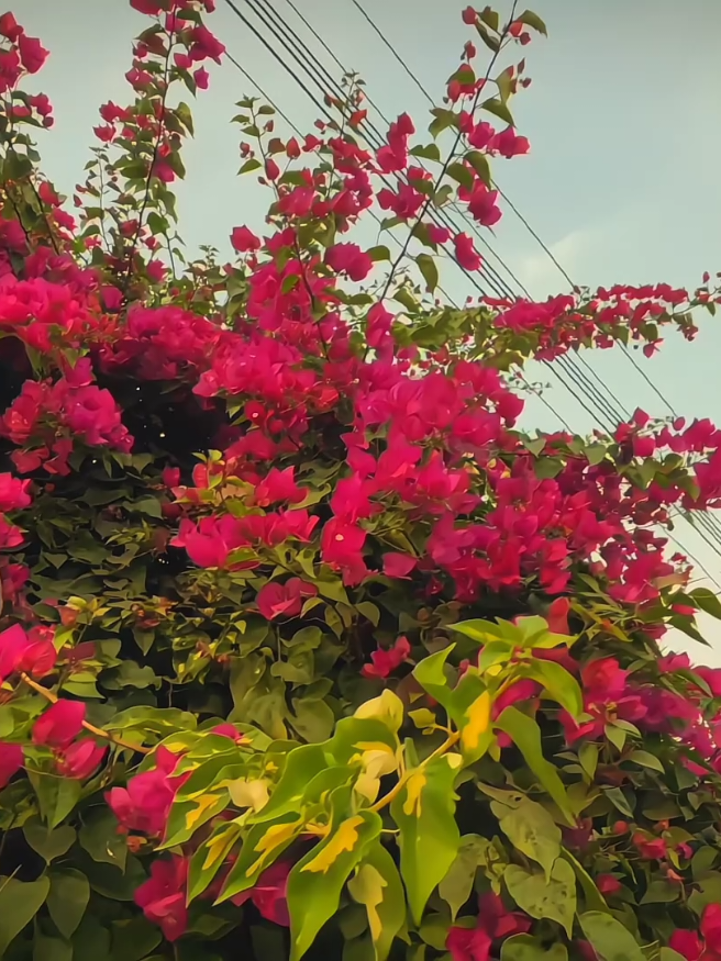 তুমি একরাশ মুগ্ধতার নীল আকাশ, আমি সেই নীল আকাশের দিকে তাকিয়ে থাকা বাগান বিলাশ!💓🌸 #foryou #foryoupage #viral #videography #fxmaruf09 