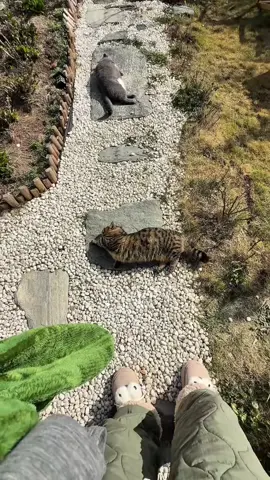 #fypシ゚ #cat #viralvideo #catlover #foryou #trending #xuhuong 
