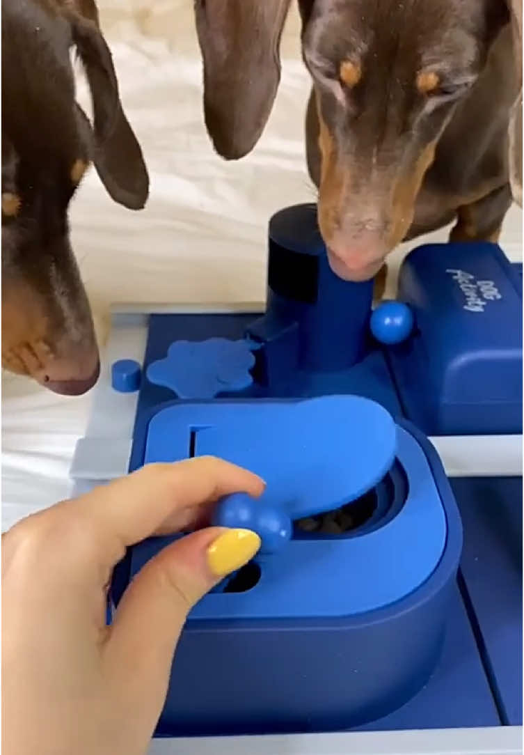 Наш тг: chapi_tosya #chapitosiki #dog #dachshund 