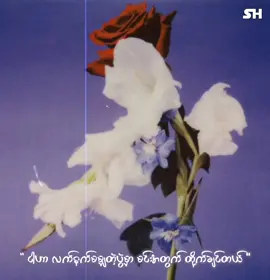 Jixk Gabby - An Unblossomed Flower