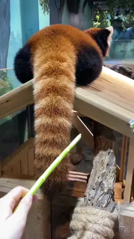 Red panda's tail#redpanda #cute #adorable #fyp ##redpandas 